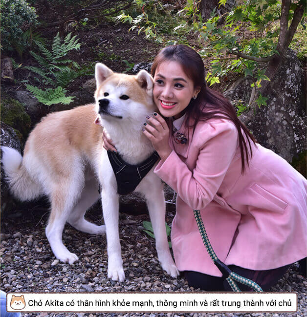 Chó Akita có thân hình khỏe mạnh, thông minh và rất trung thành với chủ